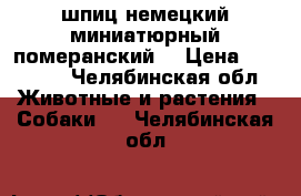 шпиц немецкий миниатюрный/померанский/ › Цена ­ 25 000 - Челябинская обл. Животные и растения » Собаки   . Челябинская обл.